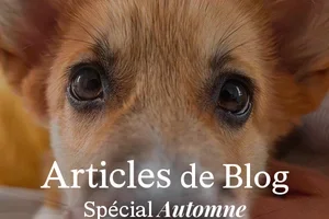 Articles de blog | Spécial automne 🍁