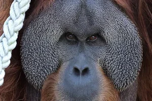 Pairi Daiza : plus que 3 soirées pour profiter des Estivales !