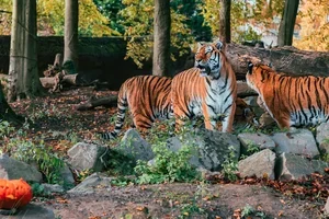 Une parenthèse magique aux couleurs de l’automne vous attend à Pairi Daiza