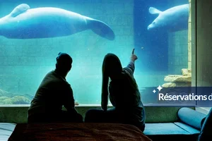 Pairi Daiza Resort : réservez votre séjour au plus près des lamantins