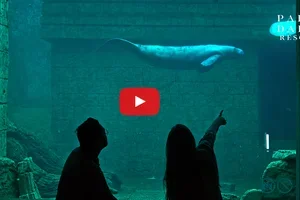Pairi Daiza Resort : Réservez dès maintenant votre séjour immersif au plus près des lamantins