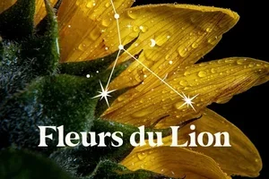 La saison du Lion est arrivée... et elle a sa fleur. 🌻