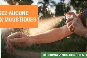 Moustiques ? Voici comment vous protéger cet été 🦟