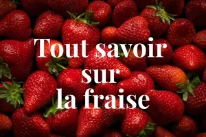 🍓 Zoom sur les fraises