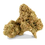 FLEUR CBD MANGO GELATO