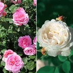 Collection de 2 Rosiers : Anglais Her's Ausgreen et Ausgreen's winne