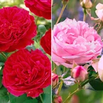 Collection de 2 Rosiers floribunda : Red Leonardo Da Vinci et Leonardo Da Vinci