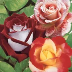 Collection de 3 Rosiers buissons : Osiria, Famosa, Double Delight