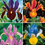 40 Iris de Hollande colorés en mélange