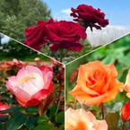 Collection de 3 Rosiers sans entretien