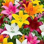 Lys asiatique 'Mid-Century' en mélange